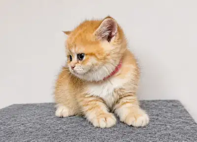 British Shorthair Boy and Girl, View more