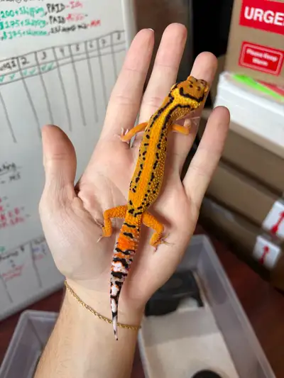 Leopard gecko, View more