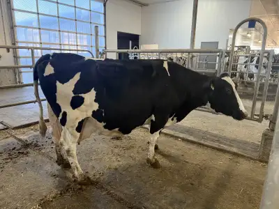 Nurse cows available. Different options, could sell them pregnant (due in spring) or open. Message f...