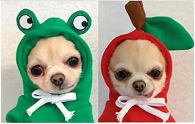 ZDZDY Set of 2 Puppy Clothes Sweaters for Small Dog, Medium - Frog/Apple Design - Will fit a small/m...