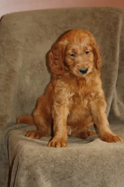 Goldendoodle puppies, View more