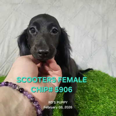 Female Dachshund puppies, View more