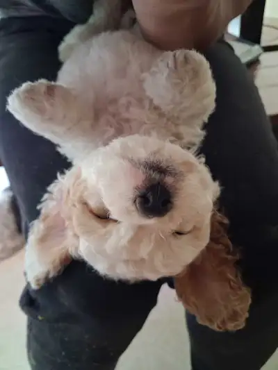 Small Cuddle Bug Puppies, View more