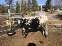speckled park heifer calf