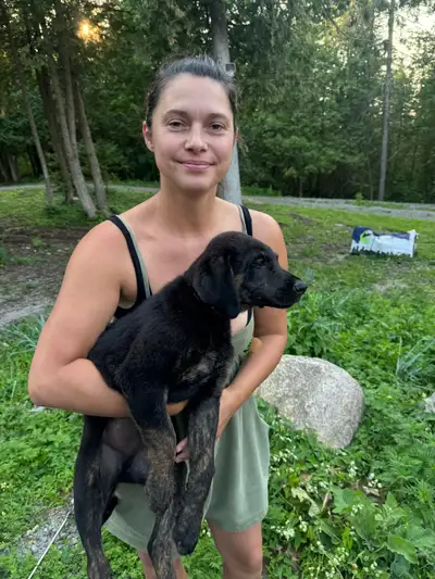 10 week Afghan Hound & Rottie Pups, View more