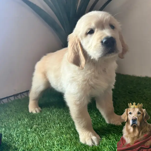 7 Chiots Golden retrievers couleur extraordinaire PURE RACE in Dogs & Puppies for Rehoming in Laval / North Shore - Image 9