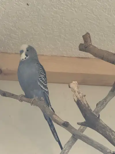 Budgies for rehoming, View more
