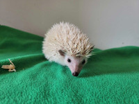 2 male babies hedgehogs looking for forever homes born January13
