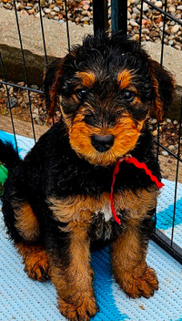 Adorable Airedale Terrier Companion Puppies
