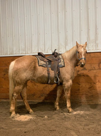 Palomino Mare For Sale