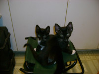 Kittens Twin Tuxedo Female's