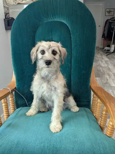 Schnauzer x Havanese are intelligent dog, boosters up to date and dewormed. Trained to go do their j...