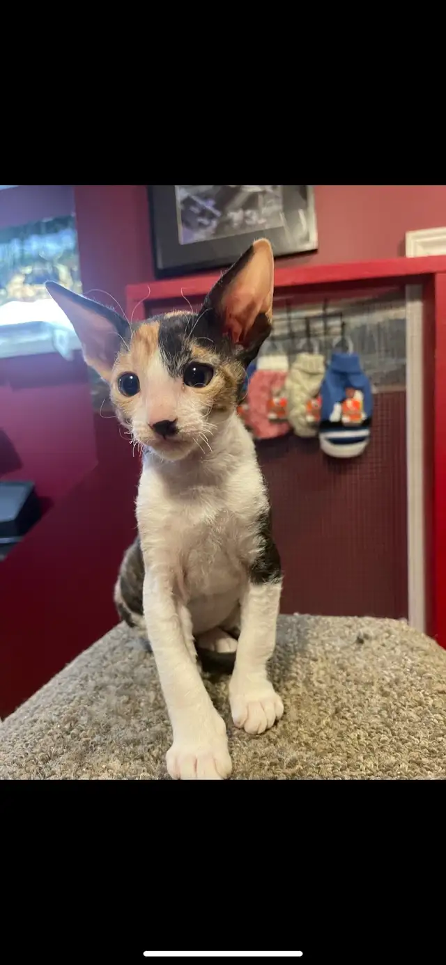 Cornish Rex Kittens