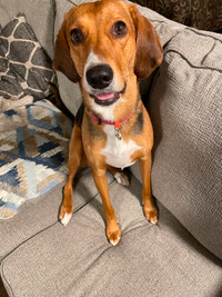 Rehoming 3year old Treeing Walker Coonhound Mix