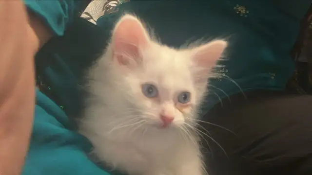 Simba needs a new home  in Cats & Kittens for Rehoming in City of Montréal - Image 8