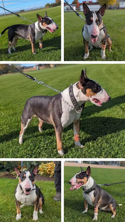 instagram=simba and nala bull terrier, View more