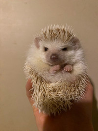 Friendly hedgehog for sale!