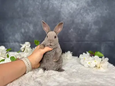 Bébés mini Rex femelles , View more