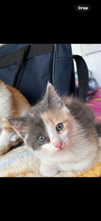 Kitten for sale/ petite chatte à vendre 