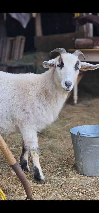 2 Goats for sale, View more