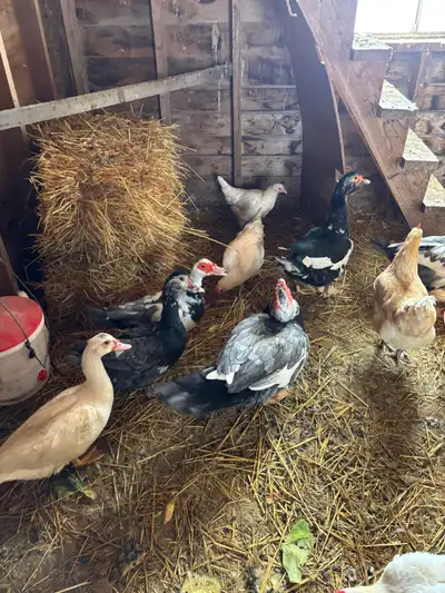 Muscovy ducks , View more