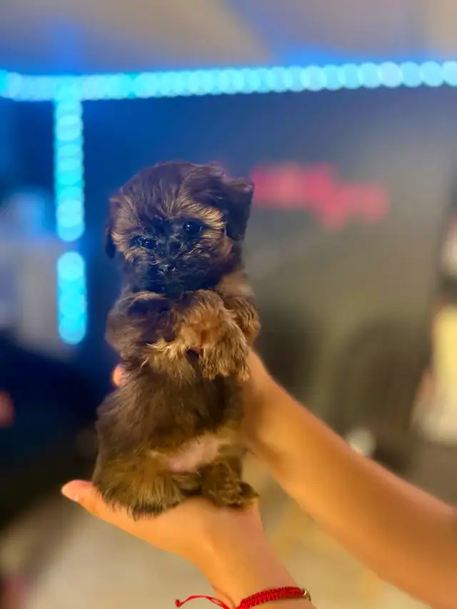 Adorable Female Tiny ✨ Toy ✨ Shihpoo Puppies in Dogs & Puppies for Rehoming in City of Toronto - Image 6