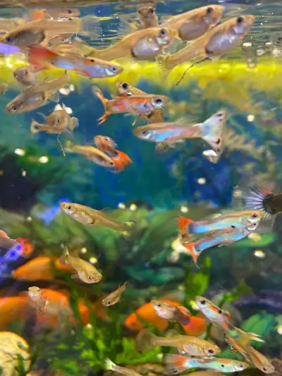 Mixed Guppies for sale, View more