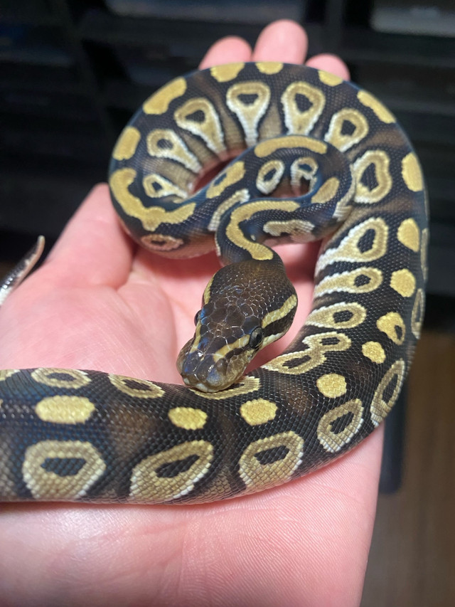 Mojave ball python in Reptiles & Amphibians for Rehoming in Leamington - Image 2