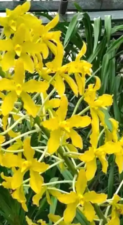 Grammatophyllum Speciosum