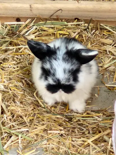 magnifique bébés lapins belier nain hollandais , View more