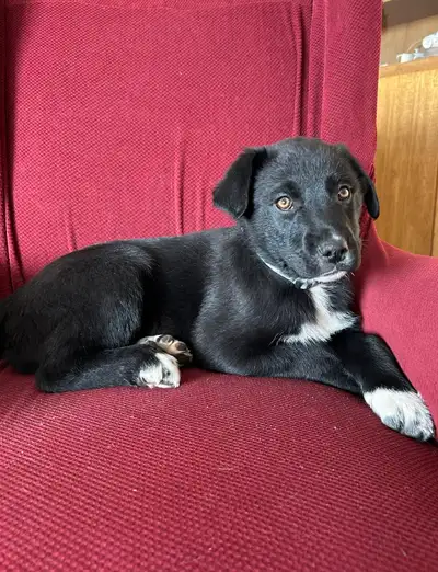 4 puppies looking for a new home They are 10 weeks old and have had their first shots Mother is a bo...