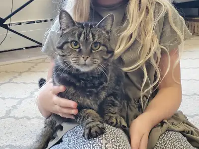 NOW PENDING: We adopted this cat from friends who were moving, and she has been a beautiful and love...