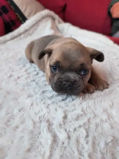 Bouldogue français, View more