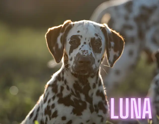 CKC Reg. Dalmatian Pups in Dogs & Puppies for Rehoming in Oakville / Halton Region - Image 2