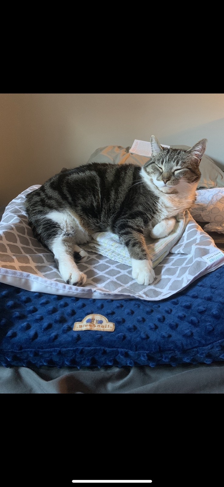 Rehoming my amazing cat! (Repost, still has not been adopted!) Cats & Kittens for Rehoming