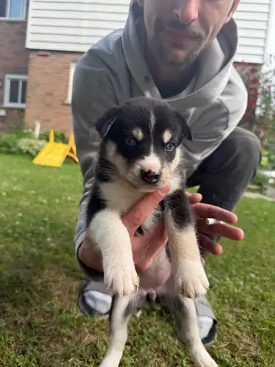 husky puppies, View more