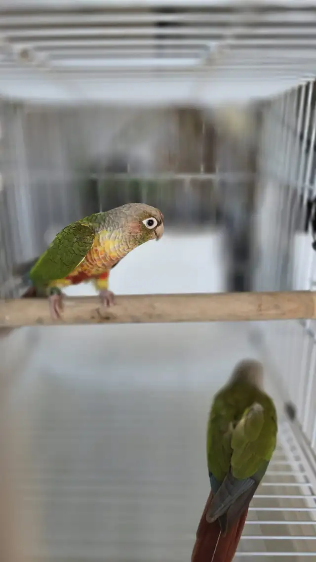  healthy conures 