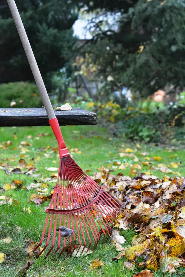 Leaf Removal and Firewood Cordage — South Shore
