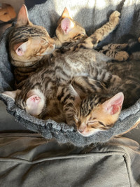 Purebred Bengal kittens