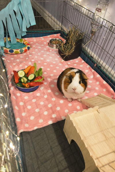 Guinea Pig Boarding in Mississauga (1 Family at a Time), View more