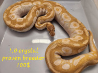 Quick sales Ball Python