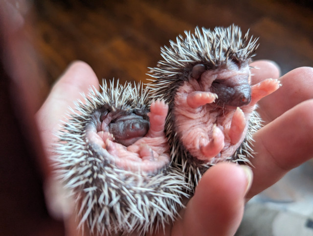 African pygmy hedgehogs, 3 hoglets for sale. in Livestock in Timmins - Image 2