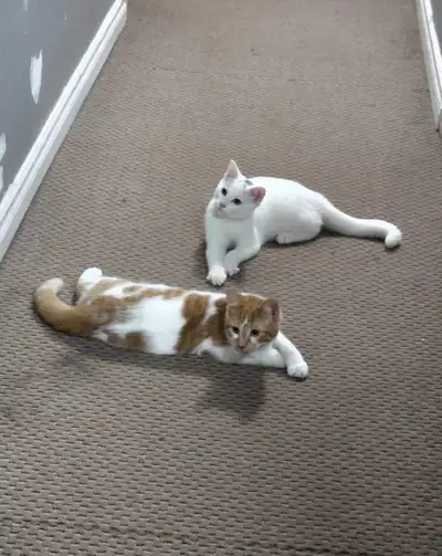 2 adorable male cats for sale, View more