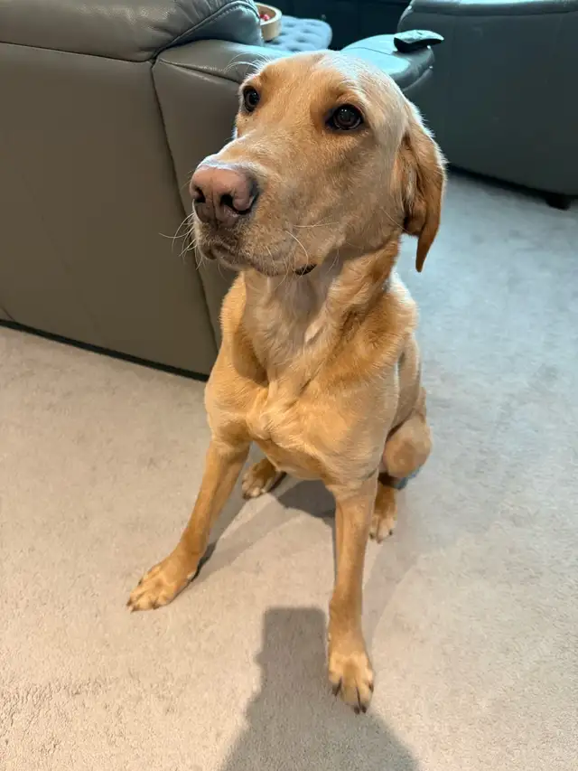 Labrador Retriever in Dogs & Puppies for Rehoming in Calgary - Image 2