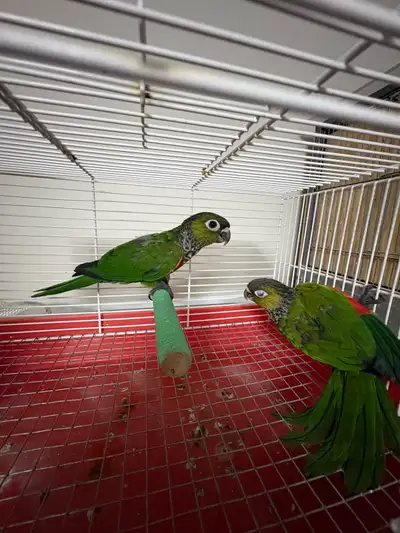 Black Capped Conure, View more