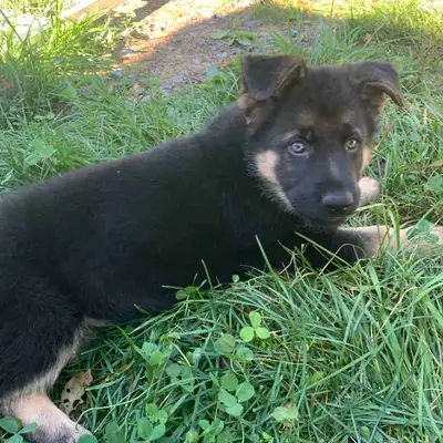 Pure bred female  German shepherd puppy, View more