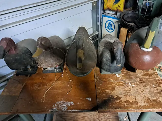 Wood duck decoys in Fishing, Camping & Outdoors in Sarnia - Image 3