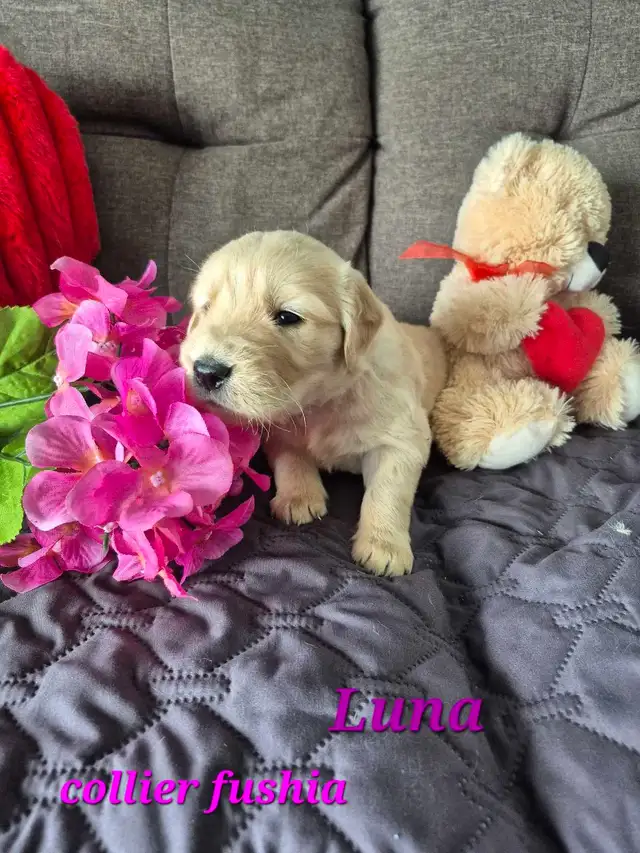 Adorables Chiots Golden Retriever in Dogs & Puppies for Rehoming in St-Georges-de-Beauce - Image 6