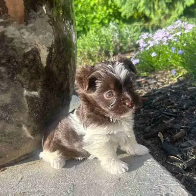 purebred chocolate biewer yorkie puppy, View more