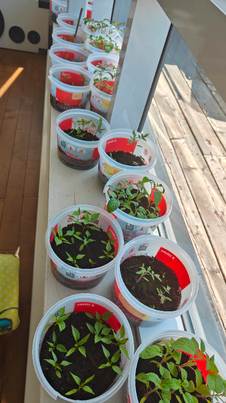 Chili and Tomato babies or sprout for gardens dans Plantes, engrais et terreaux  à Ville de Montréal - Image 3